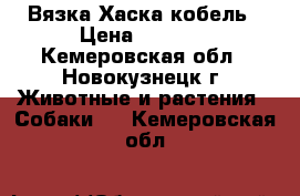 Вязка Хаска кобель › Цена ­ 5 000 - Кемеровская обл., Новокузнецк г. Животные и растения » Собаки   . Кемеровская обл.